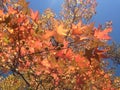 Liquidambar Styraciflua Tree with Colorful Leaves and Seeds in the Fall.