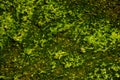 Liquified green moss closeup with yellow light Royalty Free Stock Photo