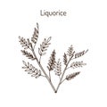 Liquorice Glycyrrhiza glabra , medicinal plant