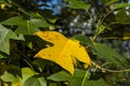 Yellow leaf of Liriodendron tulipifera