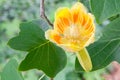 American tulip tree Liriodendron tulipifera, flower in close-up