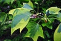 Liriodendron tulipifera Aureomarginatum, American tulip tree, tulipwood, tulip poplar, whitewood, fiddletree, yellow-poplar twig