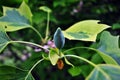 Liriodendron tulipifera Aureomarginatum, American tulip tree, tulipwood, tulip poplar, whitewood, fiddletree, yellow-poplar twig