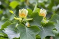 Liriodendron tulipifera beautiful ornamental tree in bloom Royalty Free Stock Photo