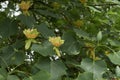 Liriodendron tulipifera branch with inflorescence