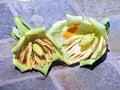 Liriodendron tulipifera flowers