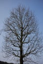 Liriodendron tulipifera tree