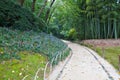 Liriope blooms near path in Japanese garden