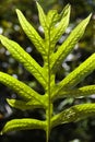 Liriope Fern leaf