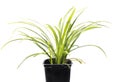 Liriope Green Grass