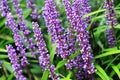 Liriope muscari evergreen plant