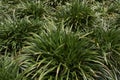 Liriope muscari evergreen plant