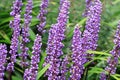 Liriope muscari flowers belongs to the lily family Royalty Free Stock Photo