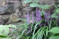 liriope muscari in the garden