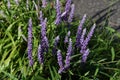 Liriope muscari flowers