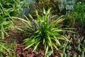 Liriope muscari `Moneymaker` is an erect evergreen perennial that produces blue-purple flowers in panicles from August to October.