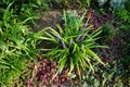 Liriope muscari `Moneymaker` is an erect evergreen perennial that produces blue-purple flowers in panicles from August to October.