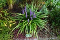 Liriope muscari `Moneymaker` is an erect evergreen perennial that produces blue-purple flowers in panicles from August to October.