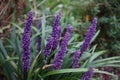 Liriope muscari `Moneymaker` is an erect evergreen perennial that produces blue-purple flowers in panicles from August to October.