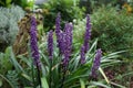 Liriope muscari `Moneymaker` is an erect evergreen perennial that produces blue-purple flowers in panicles from August to October.