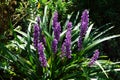 Liriope muscari `Moneymaker` is an erect evergreen perennial that produces blue-purple flowers in panicles from August to October.