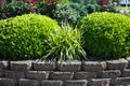 Liriope Variegated Grass