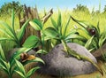 Lisard hunting fly Snails, green fresh grass, log Royalty Free Stock Photo
