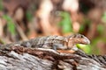 Lisard in Key Biscayne, Florida Royalty Free Stock Photo