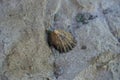 Lisboa seashell perching on a rock Royalty Free Stock Photo