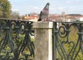 Lisbon Pigeon