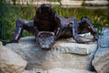 Lisbon, Portugal: 09/08/2020: Hiding part of the Buddha Garden with the african and wild animals sculptures crocodile, giraffe,