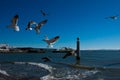 Seagulls flying waiting to be fed. Tagus river Royalty Free Stock Photo