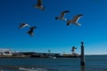 Seagulls flying waiting to be fed. Tagus river Royalty Free Stock Photo