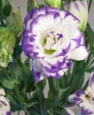 Lisianthus