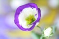 Lisianthus