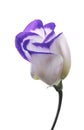 Lisianthus Royalty Free Stock Photo