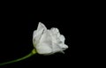 Lisianthus, Eustoma. White flower on dark background. Space for text