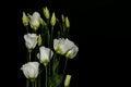 Lisianthus, Eustoma. White flowers on dark background