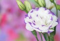 Lisianthus flower