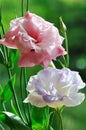 Lisianthus flowers Royalty Free Stock Photo