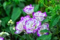 Lisianthus flowers in the garden shy