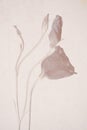 Lisianthus flowers on a textured background