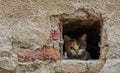 Cat leaning out of a hole Royalty Free Stock Photo