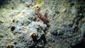 Lismata seticaudata, red cave shrimp in underwater cave in Bulgaria
