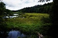 Lispach lake with black water and dark trees Royalty Free Stock Photo