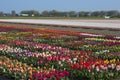 Traditional Dutch tulip field with colorful flowers and farms in the background