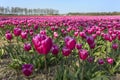 Traditional Dutch tulip field with rows of pink flowers close up