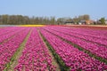 Traditional Dutch tulip field with rows of pink flowers and farmhouses in the background