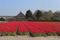 raditional Dutch tulip field with rows of red flowers and bulb sheds in the background Royalty Free Stock Photo