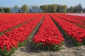 Traditional Dutch tulip field with rows of red flowers and bulb sheds in the background